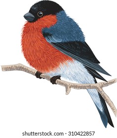 Bullfinch sitting on a tree branch isolated on white background