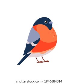 Bullfinch is a small passerine bird in the finch family, Fringillidae. Pyrrhula pyrrhula. Bird Cartoon flat style beautiful character of ornithology, vector illustration isolated on white background.