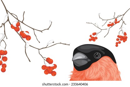 Bullfinch and snowy rowan branches. Vector