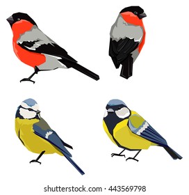 bullfinch, titmouse vector illustration