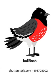 Bullfinch vector illustration