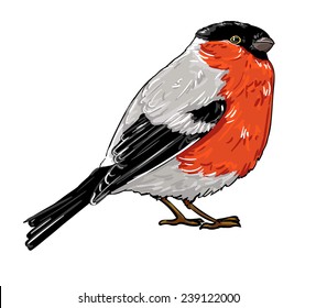 bullfinch  vector illustration isolated bird