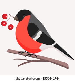 Bullfinch vector isolated flat color image on white background. Bullfinch icon