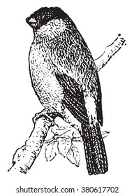 Bullfinch, vintage engraved illustration. Dictionary of words and things - Larive and Fleury - 1895.
