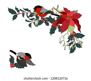 Bullfinches and Christmas plants, Festive composition of poinsettia Holly and mistletoe with birds, vector illustration