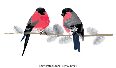 Bullfinches on a branch. Cute little birds. Can be used for Christmas decorations, posters, banners, sales, and other winter events.