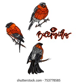Bullfinches on branches. Hand drawn lettering - " Bullfinches" Vector illustration. Typography design elements for prints, cards, posters, products packaging, branding.