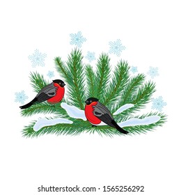 Bullfinches on snowy fir branches. Falling snowflakes.