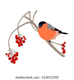 Bullfinches and rowan tree branches with red berries. bullfinch bird vector image. isolated on a white background