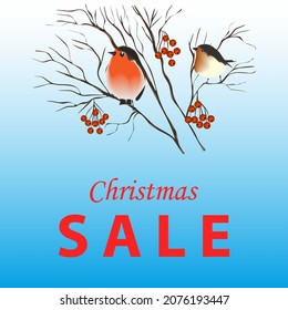 Bullfinches sit on a rowan branch with red berries - gentle blue background - vector. Card. Banner. Poster. Winter sale. Christmas sale.