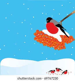 Bullfinches sitting on a branch and pecking a mountain ash below