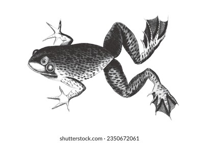 BullFrogg. Doodle sketch. Vintage vector illustration.