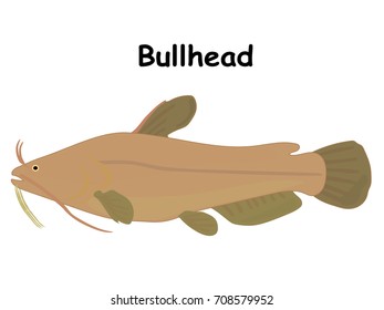 Bullhead catfish fish vector cartoon illustration, t shirt design for kids with aquatic animal theme isolated on white background wallpaper