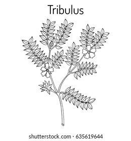 Bullhead (Tribulus terrestris), medicinal plant. Hand drawn botanical vector illustration