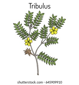 Bullhead (Tribulus terrestris), medicinal plant. Hand drawn botanical vector illustration