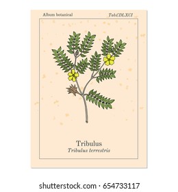 Bullhead (Tribulus terrestris), medicinal plant. Hand drawn botanical vector illustration