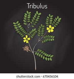 Bullhead (Tribulus terrestris), medicinal plant. Hand drawn botanical vector illustration