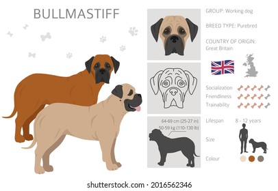 Bullmastiff clipart. Different coat colors and poses set.  Vector illustration