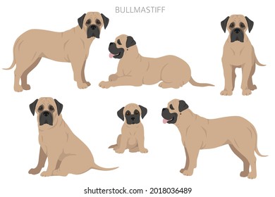 Bullmastiff clipart. Different coat colors and poses set.  Vector illustration