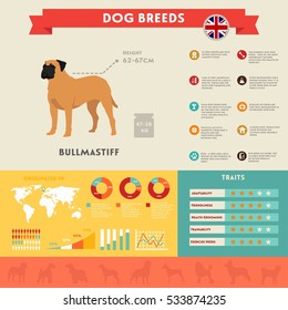 Bullmastiff dog infographic illustration vector icons set