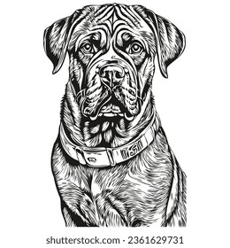 Bullmastiff dog line illustration, black and white ink sketch face portrait in vector realistic breed pet