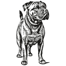 Bullmastiff Dog Pencil Hand Drawing Vector, Outline Illustration Pet Face Logo Black And White Realistic Breed Pet