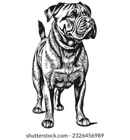 Bullmastiff dog pencil hand drawing vector, outline illustration pet face logo black and white realistic breed pet