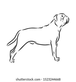bullmastiff dog sketch, contour vector illustration 