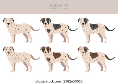Bullmatian clipart. Bulldog Dalmatian mix. Different coat colors set.  Vector illustration