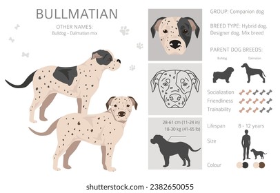 Bullmatian clipart. Bulldog Dalmatian mix. Different coat colors set.  Vector illustration