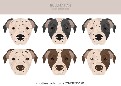 Bullmatian clipart. Bulldog Dalmatian mix. Different coat colors set.  Vector illustration
