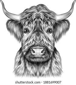 the bull's head animal vector illustration