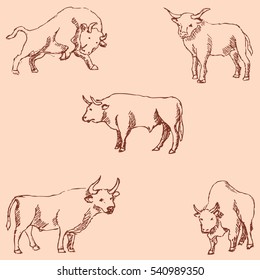 Bulls. Sketch pencil. Drawing by hand. Vintage colors. Vector