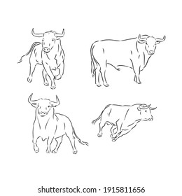 Bulls Vector, Hand Draw Sketch. Bull, Vector Sketch Illustration