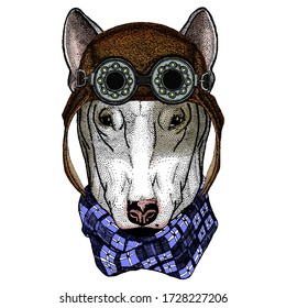 Bullterrier, dog. Portrait of cartoon animal. Aviator flying leather helmet with googles.