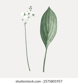 Bulltongue arrowhead vintage botanical illustration, isolated on white, vector. Vintage botanical illustration by Redouté, famous artist. Old floral drawing vector.