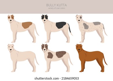 Bully Kutta clipart. Different coat colors and poses set.  Vector illustration