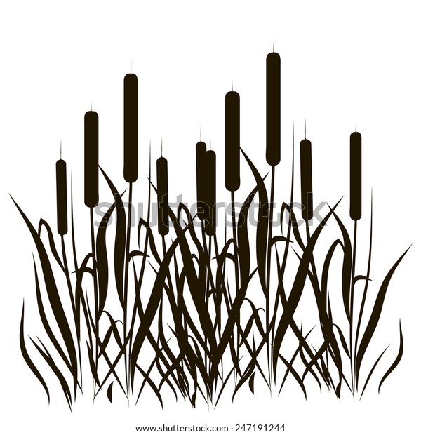 Bulrush Black Silhouette On White Background Stock Vector (Royalty Free ...