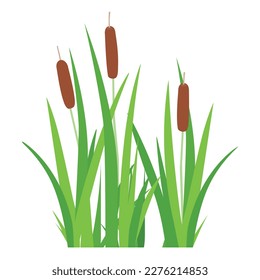 Bulrush, cattail, cane or reedmace plant. Simple symbol isolated on white background. Water plant landscape swamp. Floral element. Vector