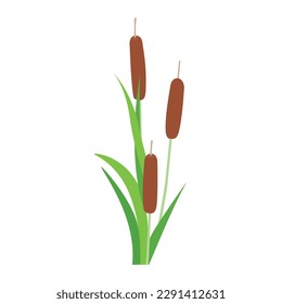 Bulrush, cattail, cane or reedmace plant. Simple symbol isolated on white background. Floral element. Vector