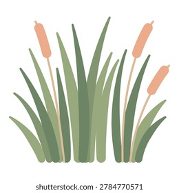 Bulrush cattail marsh reed plant with dense green grass foliage flat vector landscape asset
