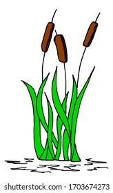 bulrush grass white background vector illustration