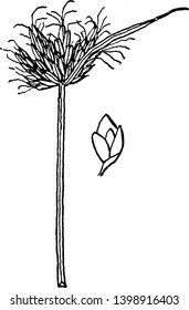 The Bulrush grows 40 to 80 inches high & the leaves blades are 10-20 mm wide, linear, quite rigid, spongy, light bluish green, vintage line drawing or engraving illustration.