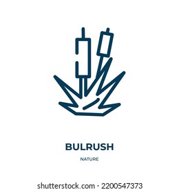 Bulrush icon. Linear vector illustration from nature collection. Outline bulrush icon vector. Thin line symbol for use on web and mobile apps, logo, print media.