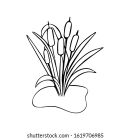 Bulrush illustration in doodle style. Black and white. A plant near the swamp. Spring Summer Concept