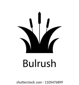 bulrush illustration. Element of plant icon for mobile concept and web apps. Detailed bulrush illustration can be used for web and mobile on white background