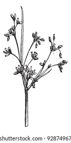 Bulrush isolated on white, vintage engraved illustration. Dictionary of words and things - Larive and Fleury - 1895.