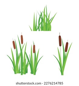 Bulrush or reed mace plant various narrowleaf cattails isolated on white background. Vector