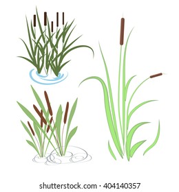 Bulrush, sedge. Set.