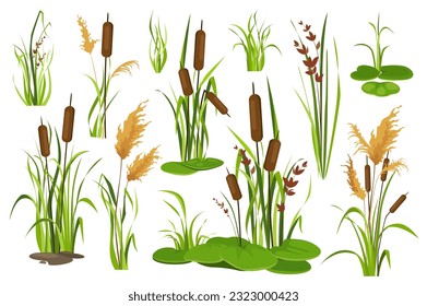 Bulrush and water plants objects mega set in graphic flat design. Bundle elements of different types of swamp cattails, marsh reed, sedge and blooming canes. Vector illustration isolated stickers